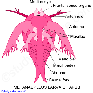 Crustaceae larvae, Nauplius larva, Metanauplius larva, Cypris larva, Protozoaea larva, Zoaea larva, Mysis larva, Megalopa larva, Phyllosoma larva, Alima larva